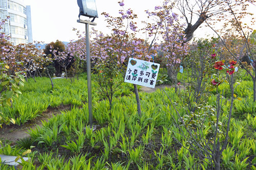 世界足球官网举办挂树牌活动