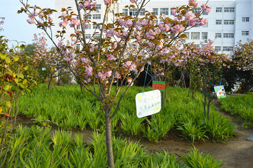 世界足球官网举办挂树牌活动